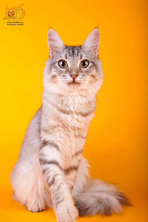 Порода кошки турецкая ангора москва