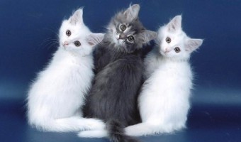 Питомники кошек ангорской породы