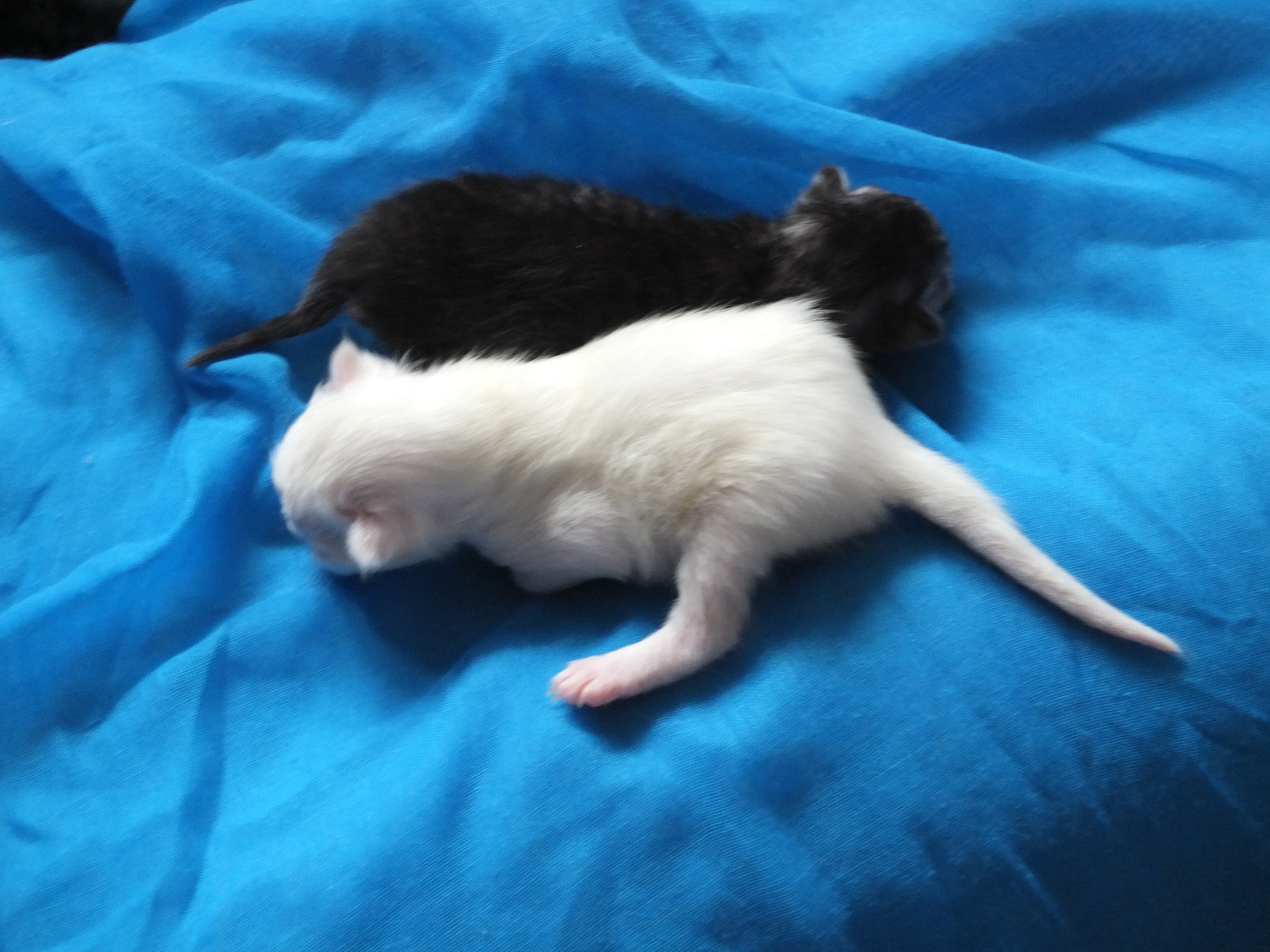 one week Turkish angora kittens
