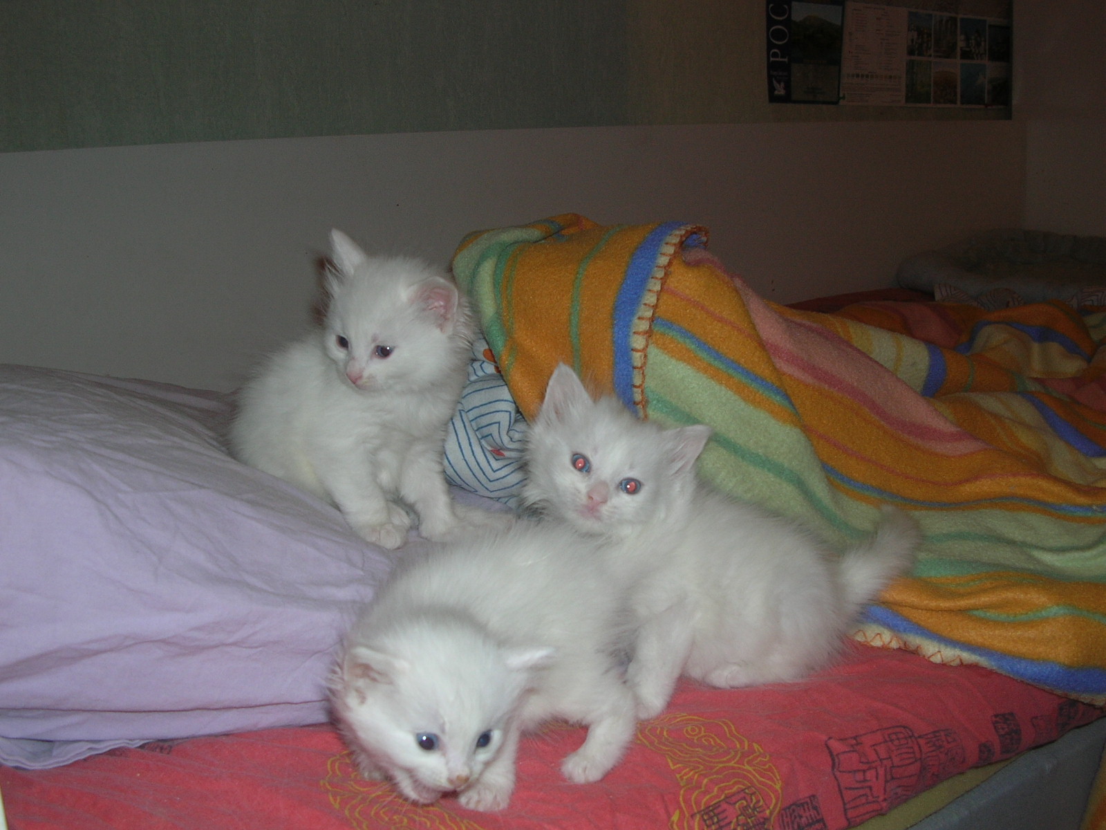 One month age turkish angora kittens