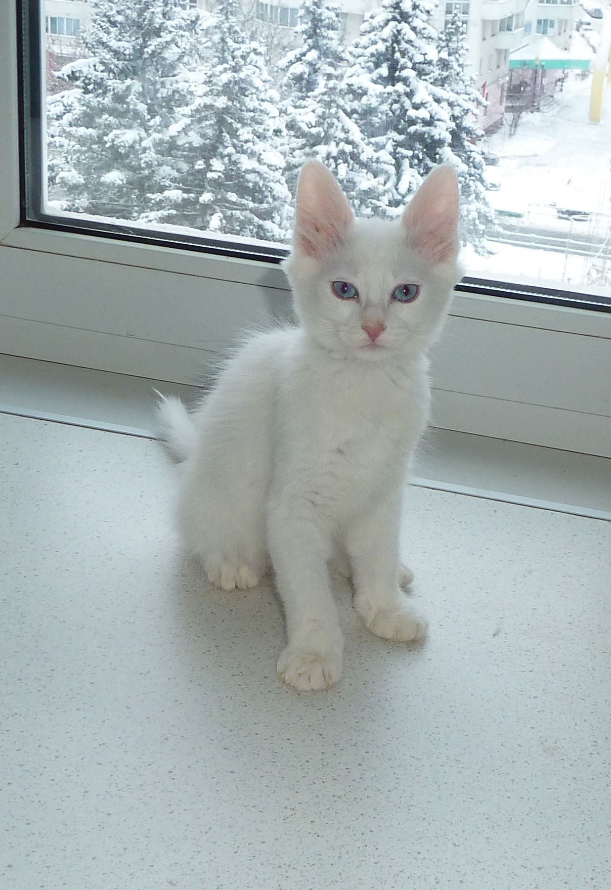 4 month age Turkish angora kitten