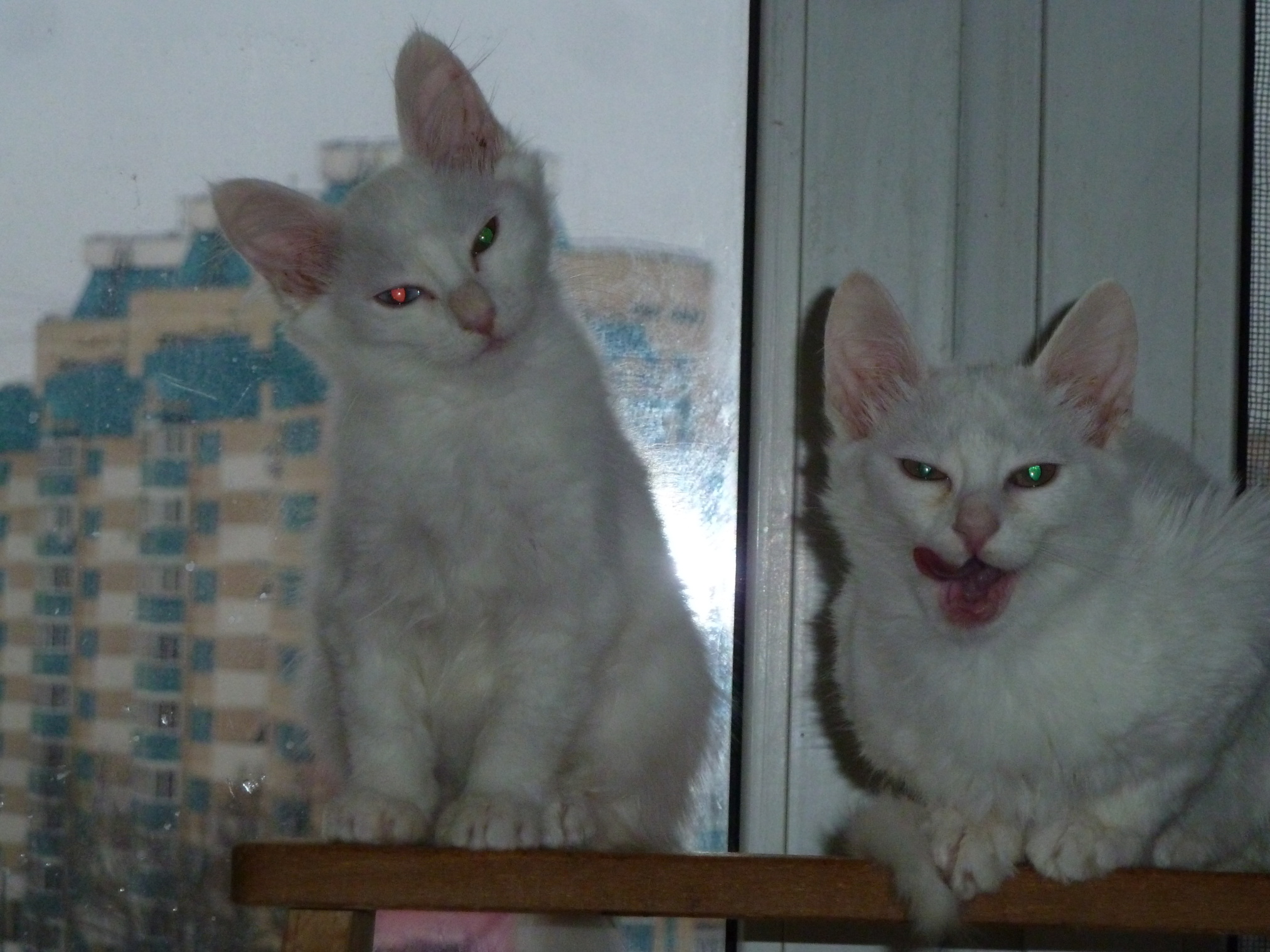White turkish angora kittens