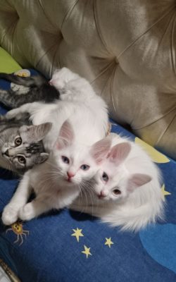Turkish Angora Catlar kittens