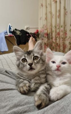 Turkish Angora Catlar kittens