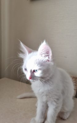 Turkish Angora white blue eyed male kitten