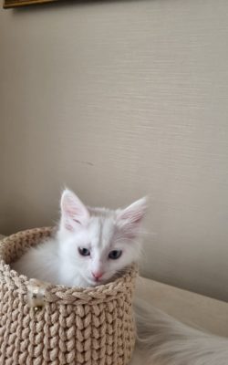 Turkish Angora white blue eyed female kitten