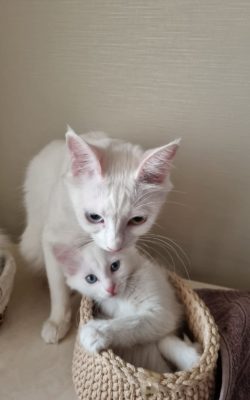 Turkish Angora white blue eyed female kitten